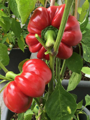 Seminte ardei gogosar Topepo Red (1 kg), soi timpuriu de culoare rosu inchis stralucitor, Hortus Simenti