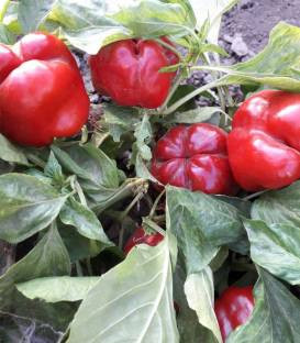 Seminte ardei gras California Supreme (10 gr), Top Harvest