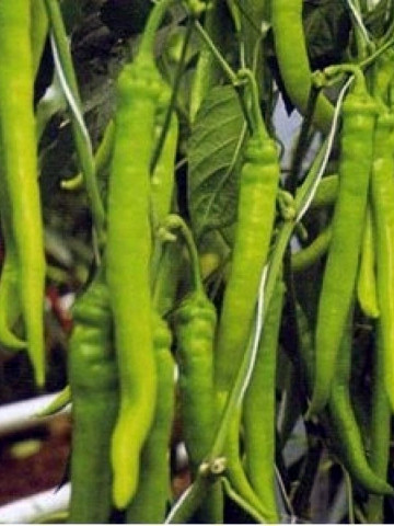 Seminte ardei iute Candela F1 (100 seminte), fructe lungi, De Ruiter Seeds