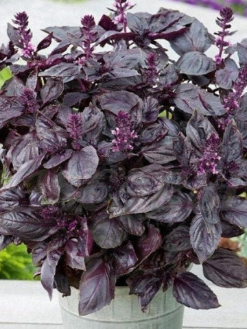 Seminte Busuioc Rosu Dark (1000 seminte) de busuioc rosu violet mov