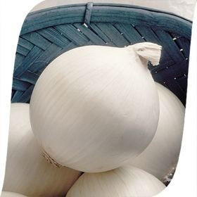Seminte ceapa alba Sterling F1 (250.000 seminte), semitimpurie, Seminis