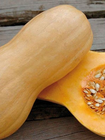 Seminte dovleac Matilda F1 (500 seminte), fructe in forma de para ce prezinta un raport foarte bun intre vigoare si productie adaptandu-se si la conditii de clima rece, Enza Zaden