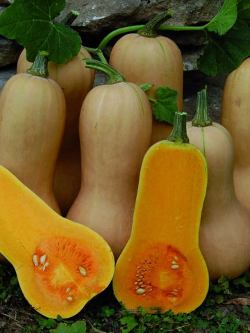 Seminte dovleac placintar Waltham Butternut tip para (1 kg), Hortus Simenti