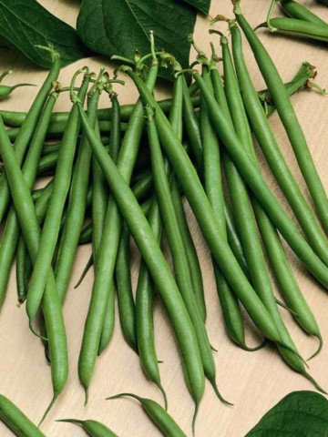 Seminte fasole Paulista (100.000 seminte), pastaie verde, Seminis