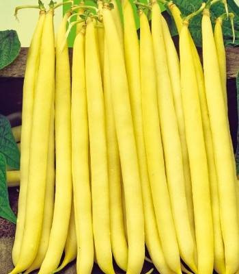 Seminte fasole pitica galbena Sonesta (25 kg), Pop Vriend Olanda