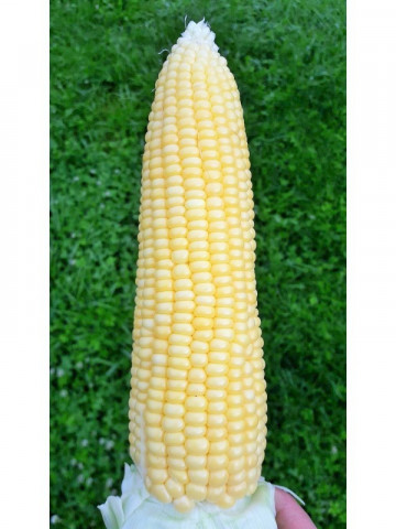 Seminte porumb dulce Meritta F1 (5000 seminte), porumb zaharat, agroTIP