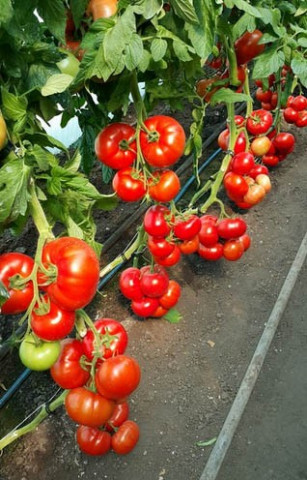 Seminte Rosii Mahitos F1 (100 seminte) de Tomate Nedeterminate Semitimpurii de tip beef de la Rijk Zwaan