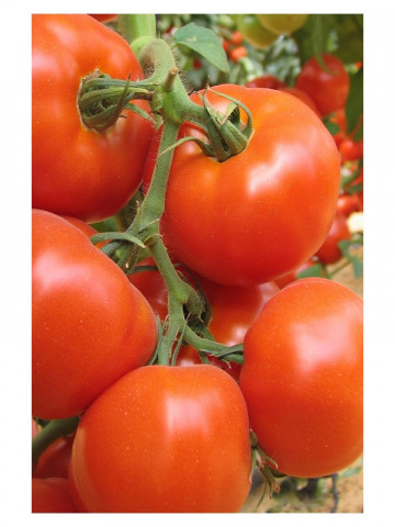 Seminte rosii Rouven F1 (1000 seminte), nedeterminate, agroTIP