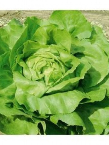 Seminte salata Tizian (5000 seminte), salata de primavara vara, Syngenta