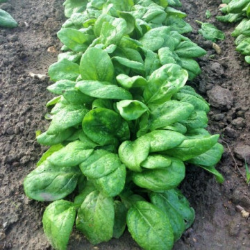 Seminte spanac Quartett F1 (1 kg), tip semi savoy, agroTIP