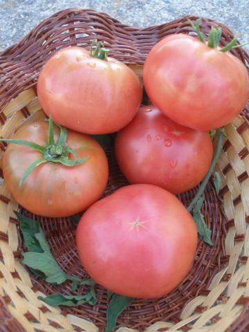 Seminte tomate Ideal Roz (0.5 gr), Rozov Ideal, soi nedeterminate semitimpurii, Opal