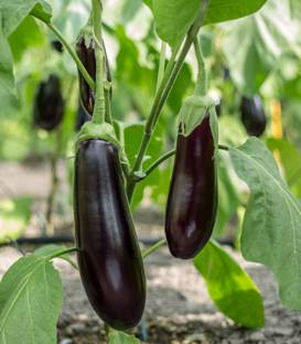 Seminte vinete Violetta lunga 2 (Early Long Purple) (50 gr), Top Harvest