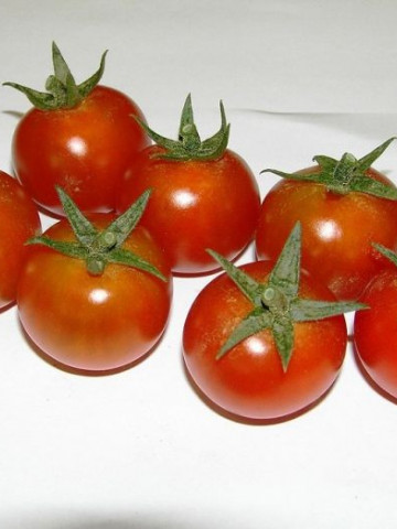 Shiren F1 (100 seminte) rosii tip ''cireasa'' cherry, aspect ciorchine, Hazera