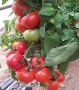Signora F1 (500 seminte) de rosii crestere nedeterminata, fructe rotunde ferme si gust extraordinar de bun, greutate medie 250-300 gr, Esasem