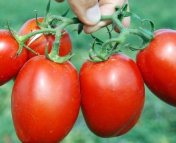 Silvia (170 seminte) rosii soi semitimpuriu, Agrosel