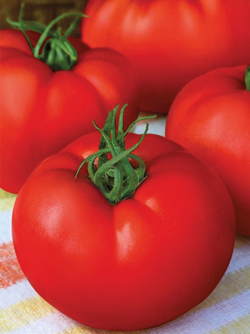 Stara Mechta F1 (Dorinta Veche), 1000 seminte, seminte tomate crestere nedeterminata semitimpurii, Florian Bulgaria