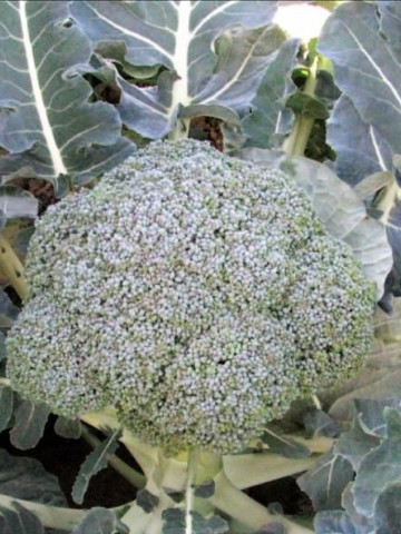 Stromboli F1-1000 sem.- seminte de broccoli primavara/toamna,75-80 zile,1-1,5kg de la Hazera