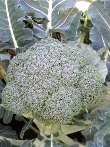Stromboli F1 (1000 seminte) de broccoli primavara/toamna, 75-80 zile, 1-1.5 kg, Hazera