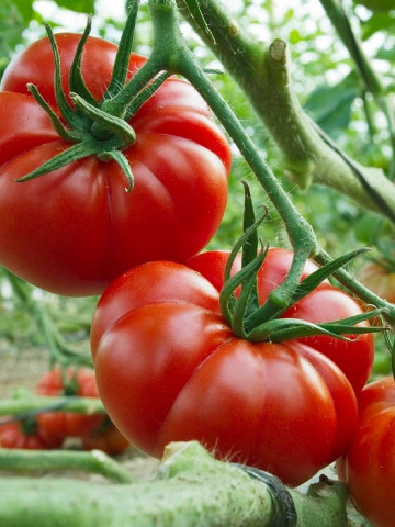 Super Marmande (150 seminte) tomate crete mari, productie ridicata tip Beef, Sem Luca