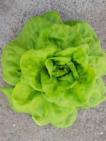 Synopsis (5000 seminte) salata de toamna sau iarna, 400 - 500 gr, Bejo