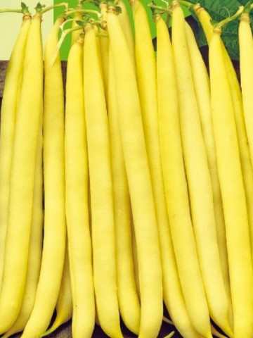 Tambora (100 gr) seminte fasole ptica galbena, Agrosem