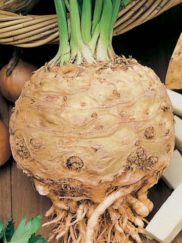 Telina de radacina GigantE Di Praga (25.000 seminte) telina soi gigant foarte productiv, Agrosem