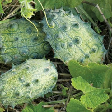 Tempus (40000 seminte) castravete cu tepi Kiwano romanesc, SCDL Buzau