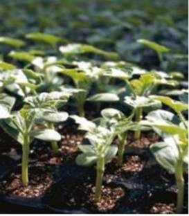 TI-158 F1 (1000 seminte) de portaltoi tip Maxima Moschata utilizat pentru pepene verde asigurand o vigoare mare a plantelor si spor de productie, Takii Seeds