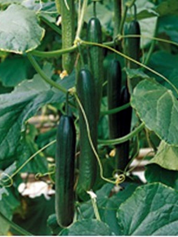 Torreon F1 - 1000 sem - Seminte de castraveti cu fructe de aproximativ 32-36 cm rezistenta la boli si cu productie extrem de buna de la Enza Zaden