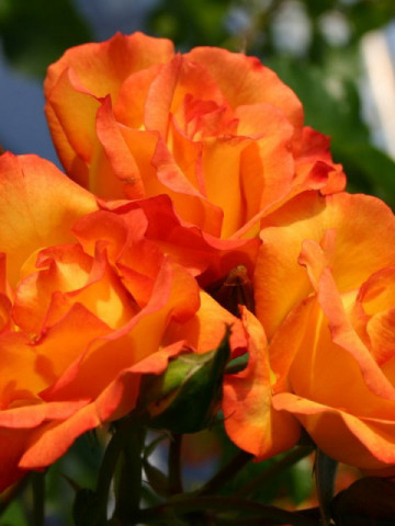 Trandafir Bonanza (1 butas), trandafir cu flori orange, elegante si cu parfum fin, butasi de trandafiri
