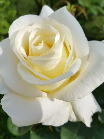 Trandafir White Rose (1 butas), viguros si bine ramificat, butasi de trandafiri