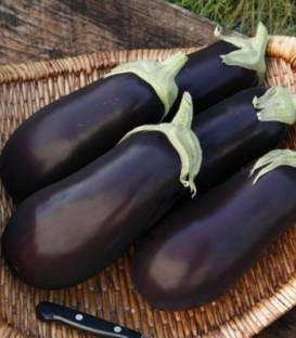 Traviata F1 (500 seminte) vinete cu crestere viguroasa generativa de dimensiuni mari alungite ferme si uniforme de culoare violet lucios cu productie ridicata ce fructifica regulat, Enza Zaden