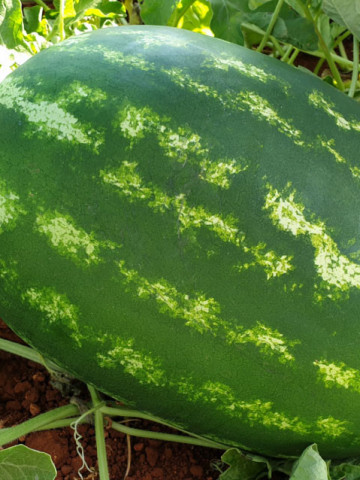 Triumph F1 (250 seminte) pepene verde, miez rosu, foarte gustos, Profit Seeds