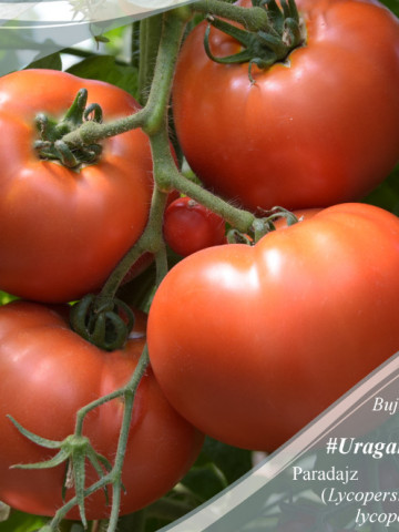 Uragan F1 svftm (50 seminte) tomate hibrid si productie excelente, Superior Seeds