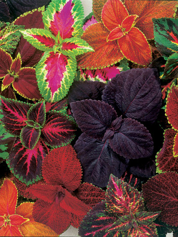 Urzicuta decorativa mix (0.1 gr) planta anuala, frunze foarte colorate, Agrosem