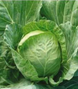 Valita F1 - 2500 sem - Seminte de varza cu capatani rotunde ferme pentru pastrare pe termen lung cu frunze de foarte buna calitate de la Takii Seeds
