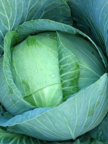 Varza Ditmarscher (1 kg) seminte de varza timpurie, capatana mica, indesata, Agrosem