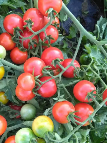 Welcome F1 (250 seminte) tomate cherry, crestere nedeterminata, Profit Seeds