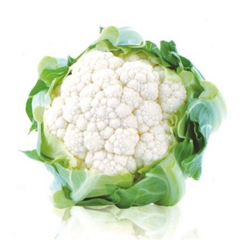 White Excel (1000 seminte) de conopida ce prezinta o autoprotectie foliara extrem de bine dezvoltata cu capatana densa si mare de culoare alba ce atinge o greutate medie de 2 kg, Sakata