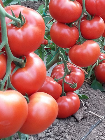 Wrestler F1 (100 seminte) tomate hibrid extratimpuriu, Seminis