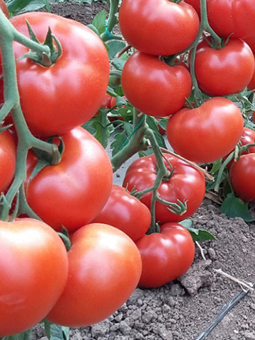 Wrestler F1 seminte tomate hibrid extratimpuriu (100 seminte), Seminis