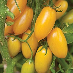 Zlatista (Auriu) – 0.5 gr – Seminte de Tomate Galbene Soi Semitimpuriu de la Geosem Bulgaria