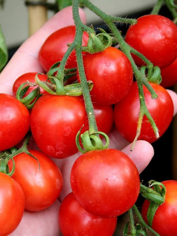 Principe Borghese – 0.7 gr – Seminte Tomate Cherry Extratimpurii Semideterminate