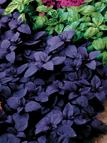 Busuioc Rosu Dark (650 seminte), Seminte de Busuioc Rosu Violet Mov, de la Opal