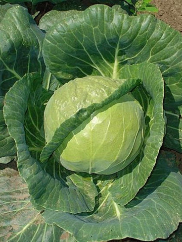 Adema F1 (2500 seminte) varza alba ce dezvolta capatana rotunda si regulata de culoare verde intens si tolereaza foarte bine stresul ce apare in primavara timpurie, Rijk Zwaan