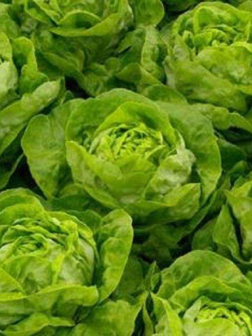 Adonis (5000 seminte drajate) salata, 400-600 gr, Bejo