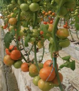 Agilis F1 (500 seminte) rosii ce se preteaza cultivarii pe un ciclu scurt de productie atat primavara cat si toamna (sere si solarii) cu fructe mari ferme si foarte netede cu gust extrem de placut de culoare rosu aprins, Enza Zaden
