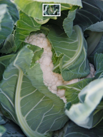 Alcala F1 (1000 seminte) conopida cu maturitate 76 zile, greutate capatana 2 - 2.5 kg, Bejo