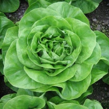 Aletta (5000 seminte) salata de capatana ce are o perioada de vegetatie cuprinsa intre 50-65 de zile in functie de greutatea dorita si atinge in medie greutati cuprinse intre 400 si 600 de grame, Rijk Zwaan