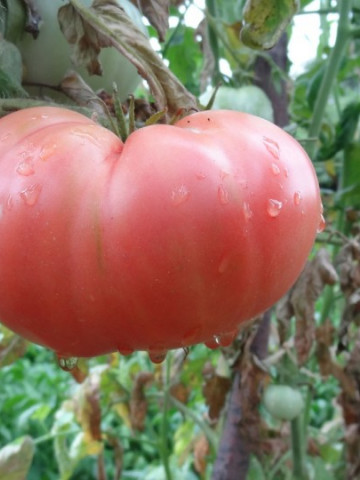 Amurg (150 seminte) tomate de culoare roz-violet, semitimpurii tip gigant tip Beef, Biosem